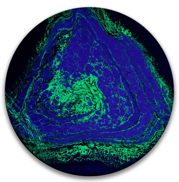 Electric Veins - Image 2